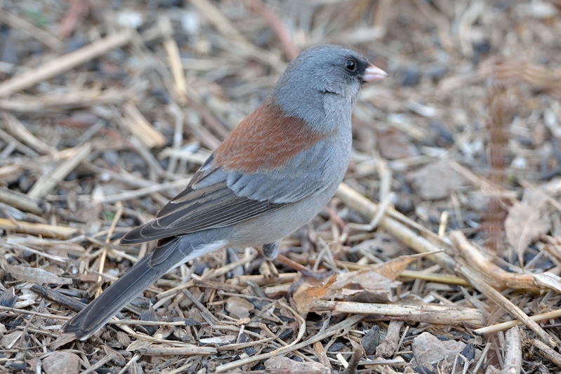 Grijze Junco